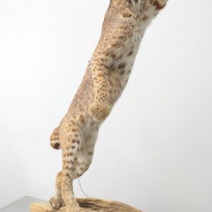 Full Body Leaping Bobcat Mount on a Base 30"Lx16"Wx48"H