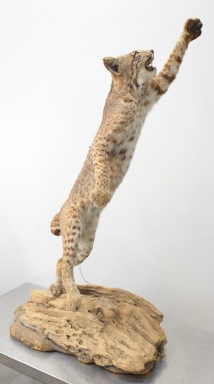 Full Body Leaping Bobcat Mount on a Base 30"Lx16"Wx48"H
