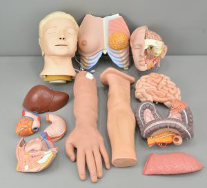 Miscellaneous Human Body Anatomy Parts