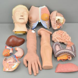 Miscellaneous Human Body Anatomy Parts